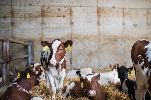 Glatzflechte Rind Rinderflechte im Kuhstall: Wie Sie Trichophytie wirksam behandeln können
