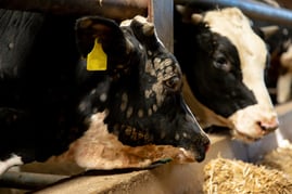Glatzflechte Rind Rinderflechte beim Menschen: Über die Risiken der Pilzinfektion!