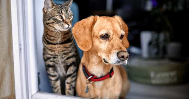 7 Tricks To Help Your Cat & Dog Get Along - Androscoggin Animal