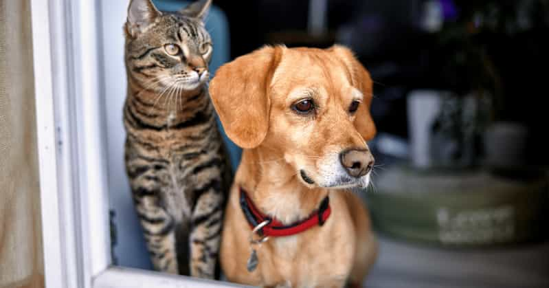 cat and dog together