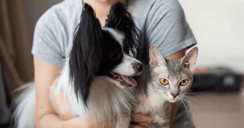 dog and cat together with owner