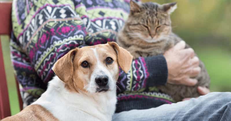 cat on owners lap and dog looking at camera