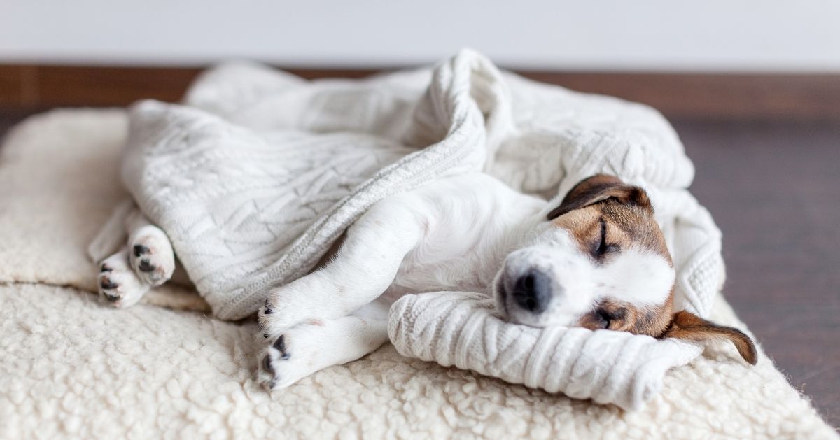 Dein Hund schläft auf deiner Kleidung? Der Vierbeiner erklärt, warum!