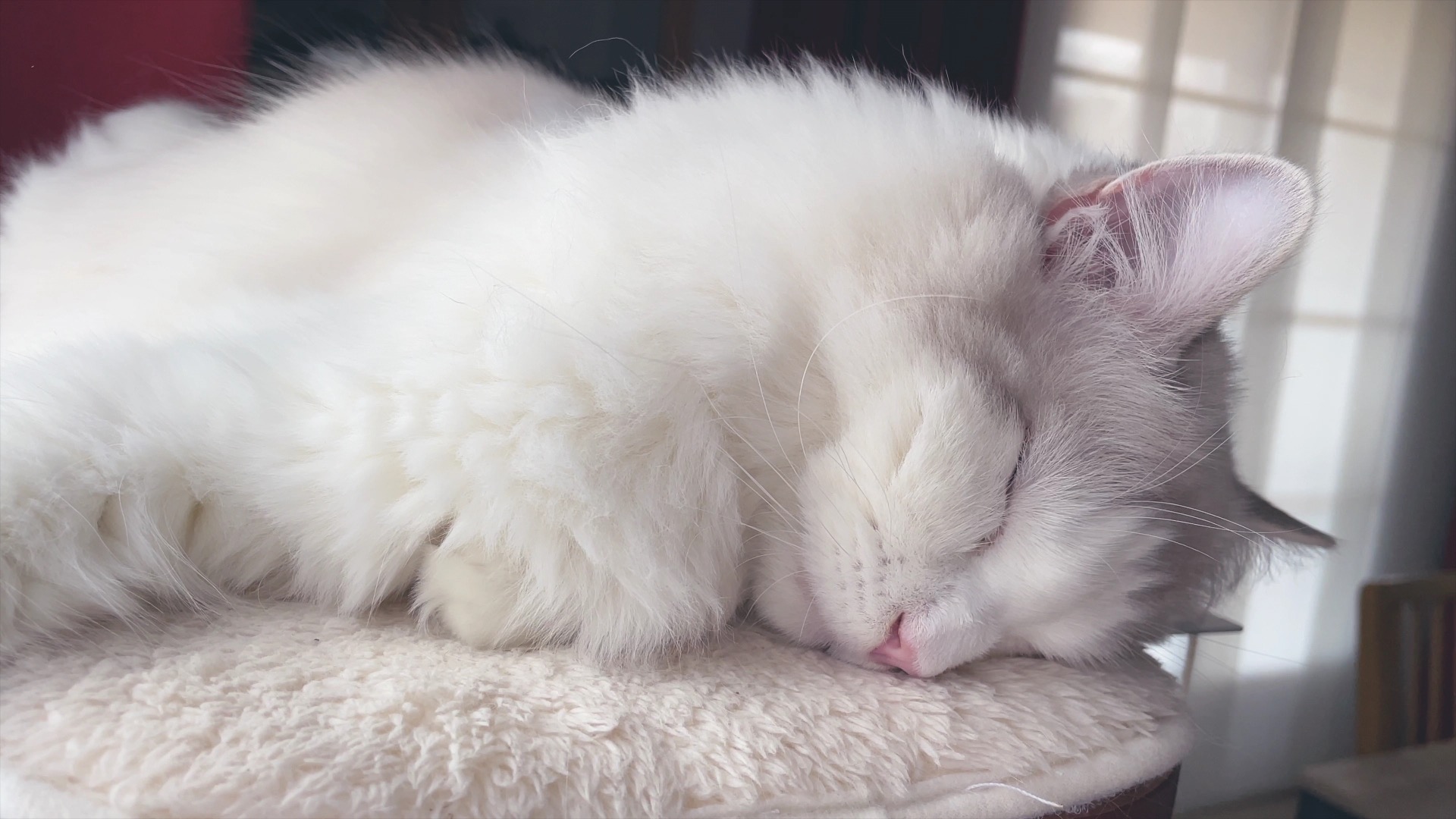 Cat sleeping on pillow