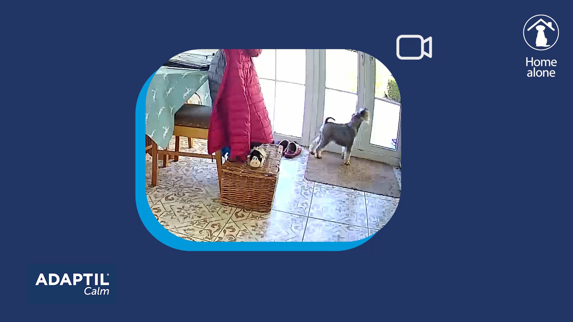 dog cam showing dog barking at door