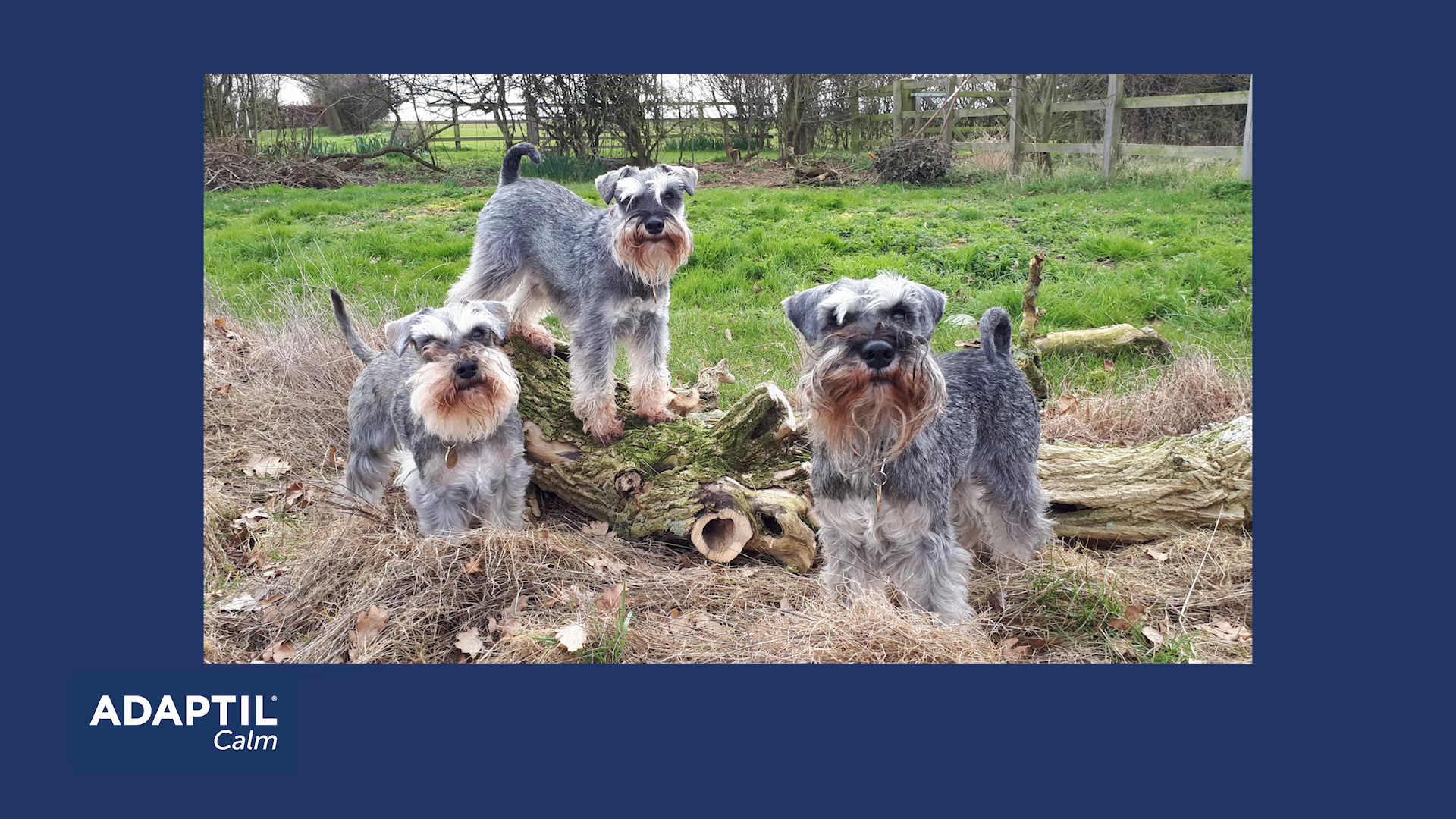 Three mini schnauzers in field