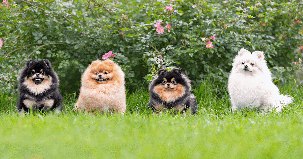 4 pomerania in piedi nel prato