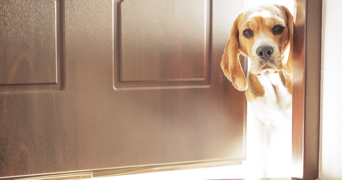 ADAPTIL | MAY 2020 | A Pooch's Point of View 'Who is that at the door?'-2