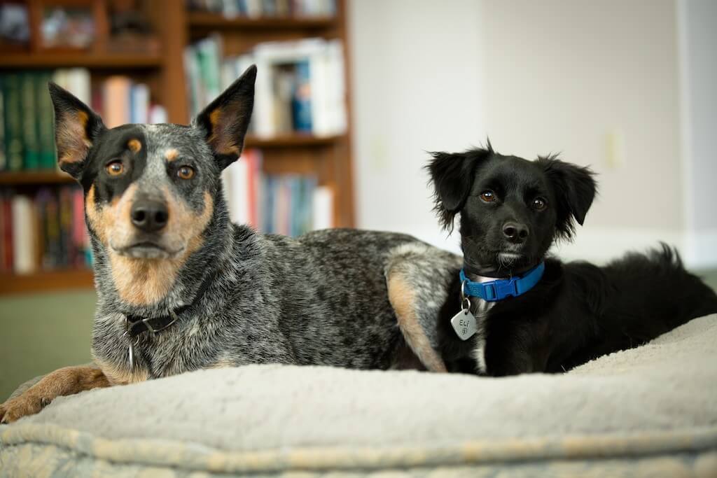 Dogs Marissa & Eli sat on cushion
