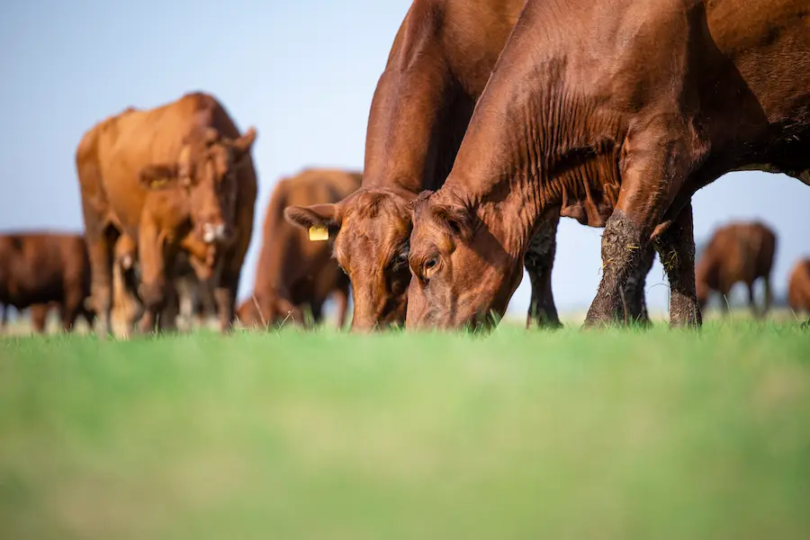 Exploring the Essential Five Freedoms of Cattle Welfare