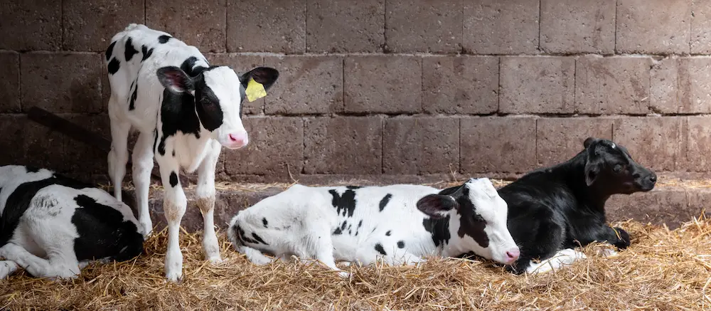 BRD in calves