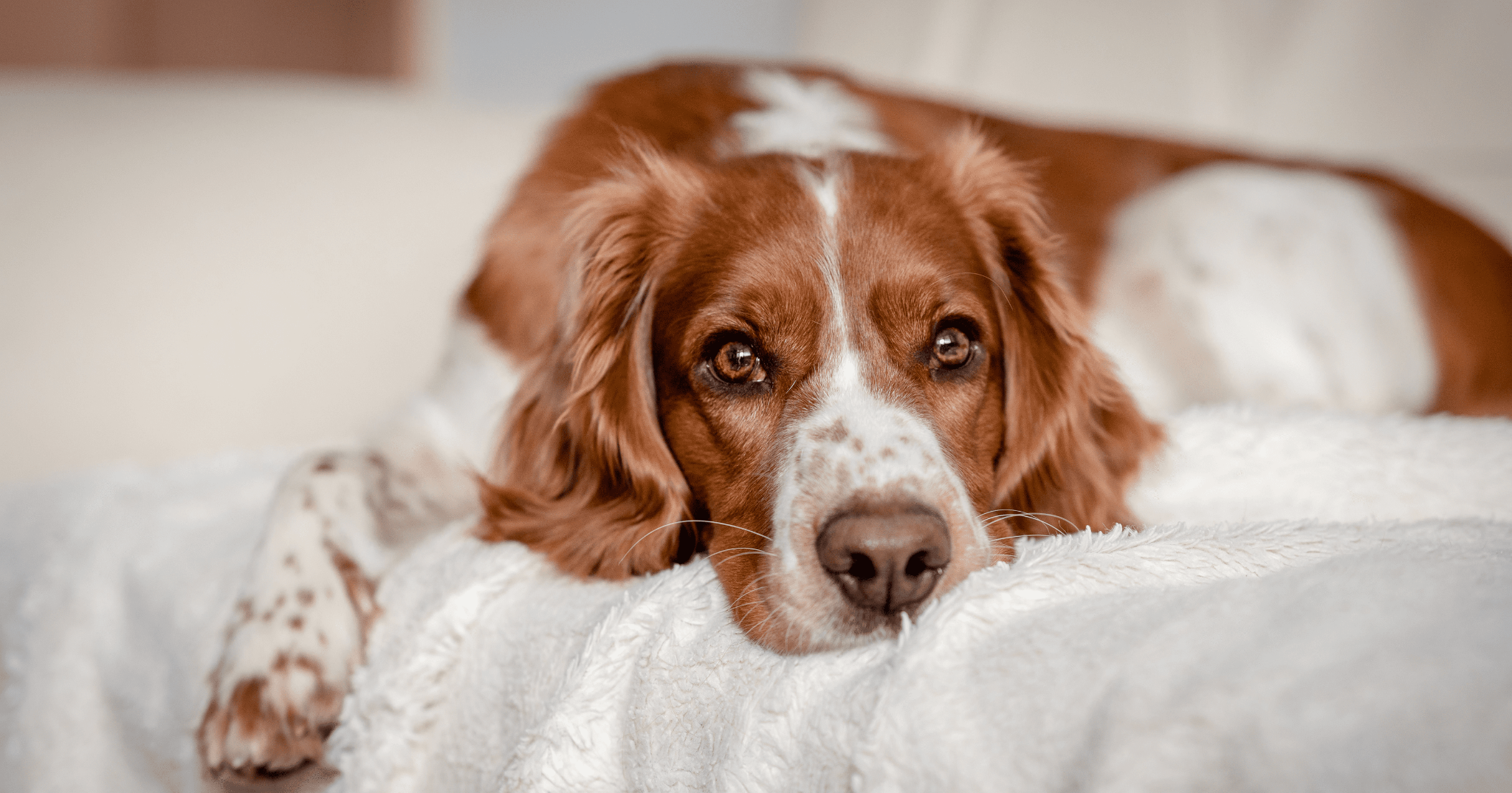 Come calmare un cane agitato