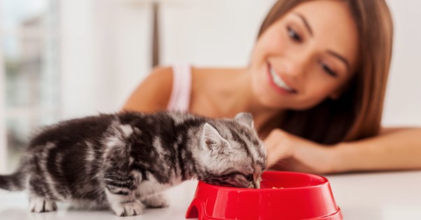 Come dare da mangiare a gatti conviventi