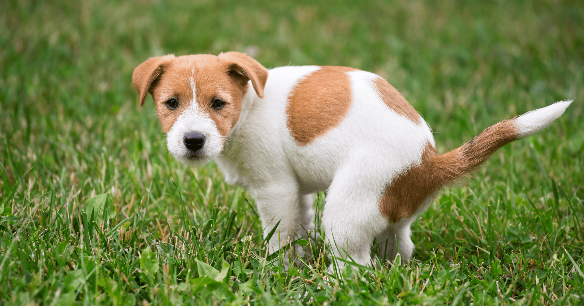 Come insegnare al cane a fare i bisogni fuori