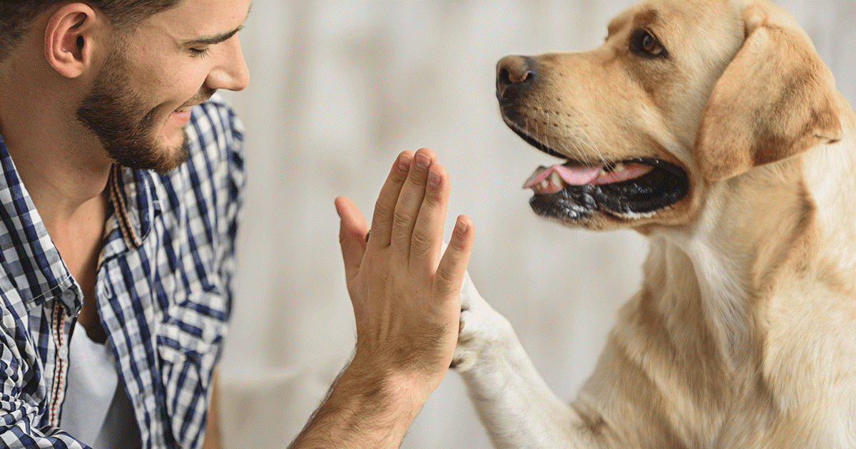 Come insegnare al cane a stare da solo in casa