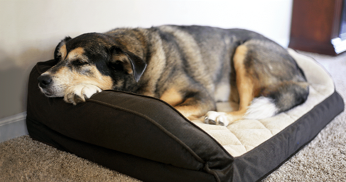 Come insegnare al cane a stare da solo