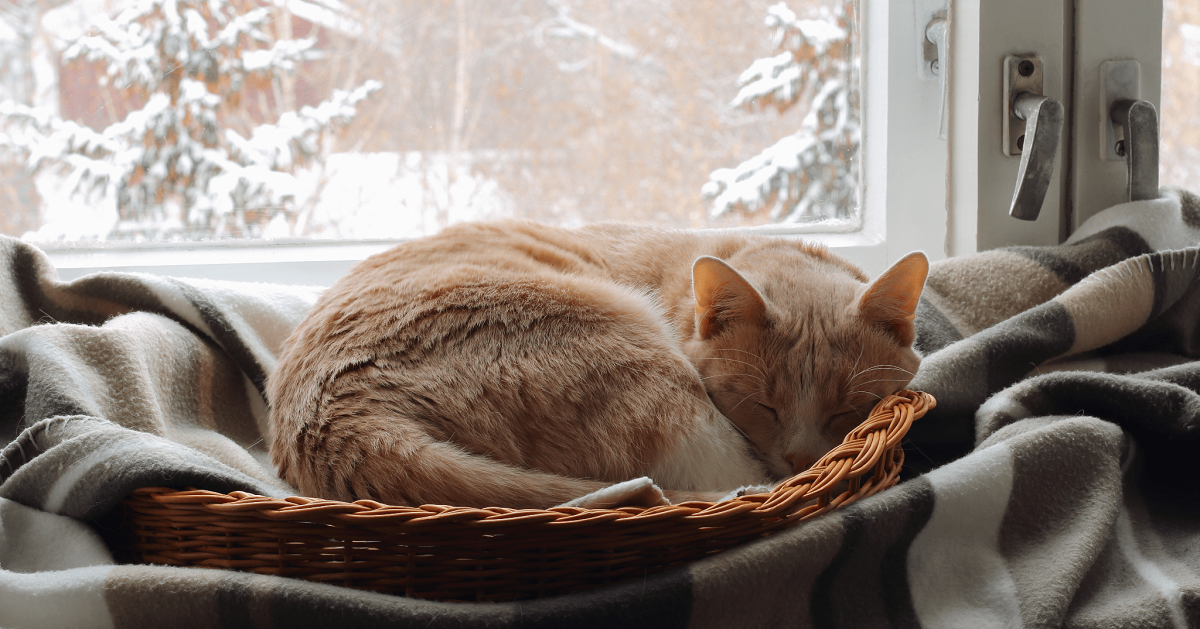 Come proteggere dal freddo il gatto che va fuori