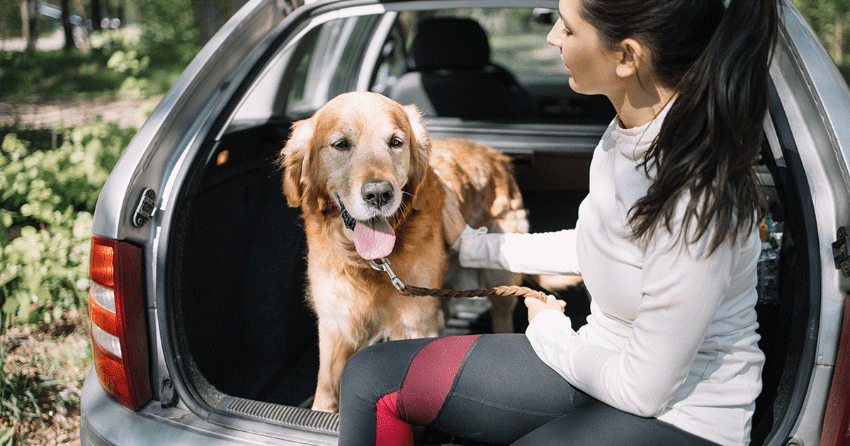 Come tranquillizzare un cane con ansia da viaggio