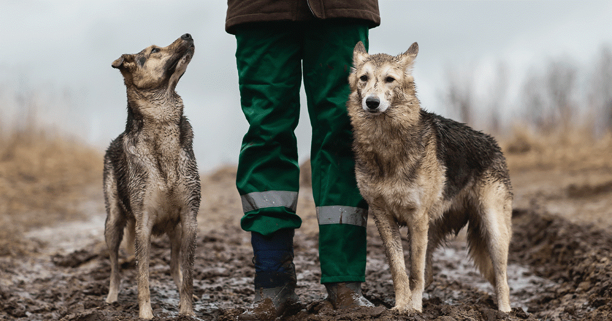 DUE CANI NEL FANGO CON IL PADRONE