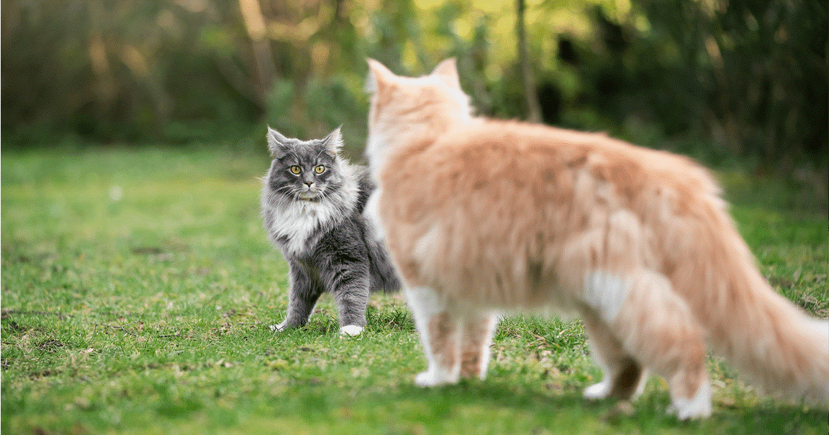 Disagio quando si incontrano altri gatti
