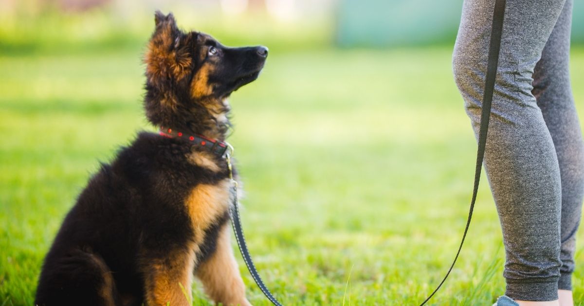 puppy on lead training