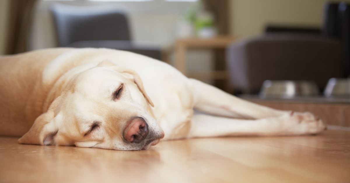 labrador asleep on wood floor