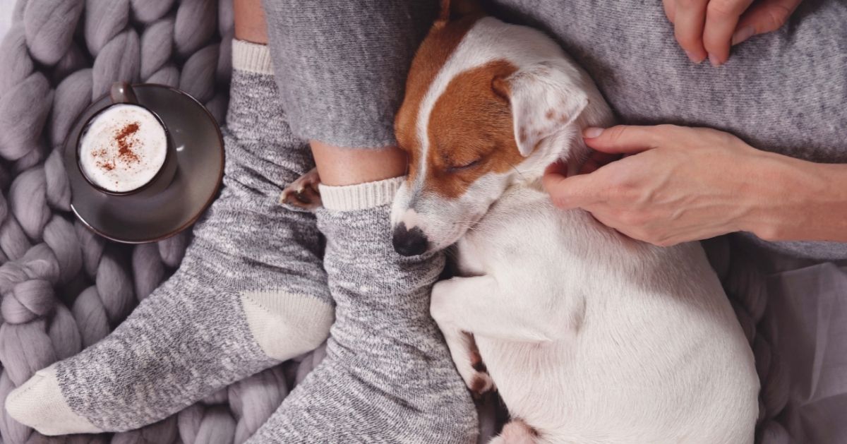 small dog curled up with owner