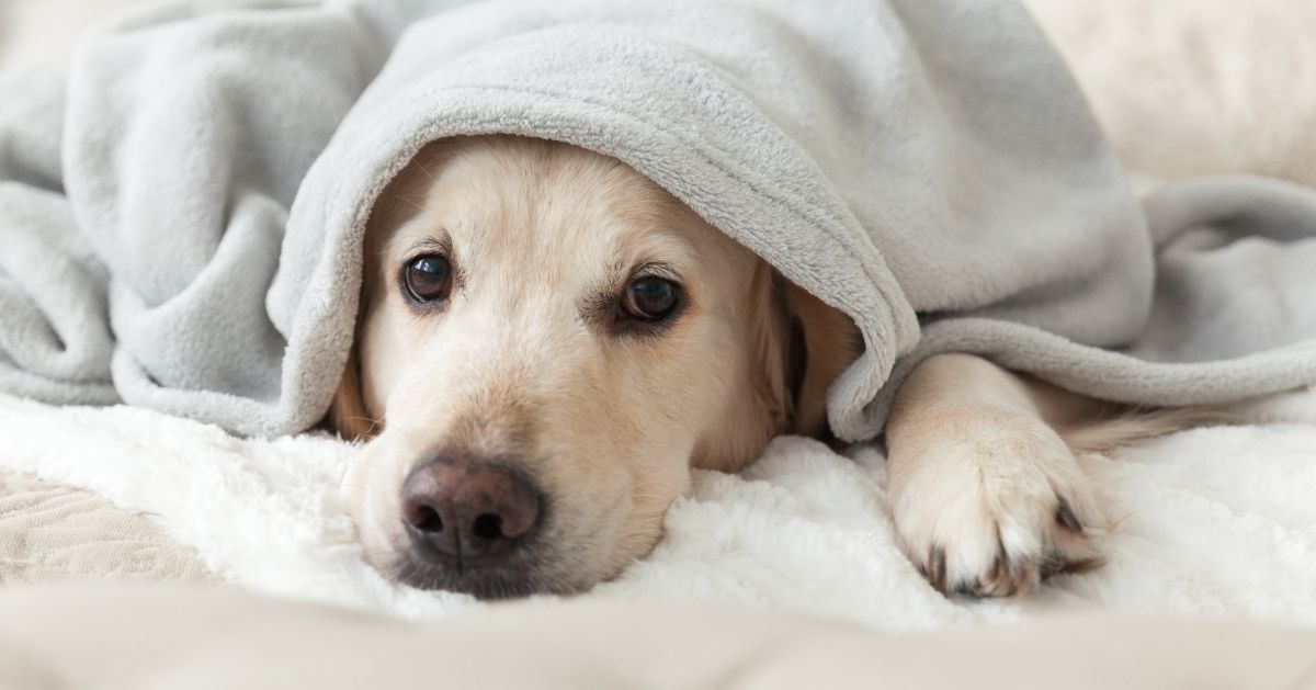 dog lying under blanket
