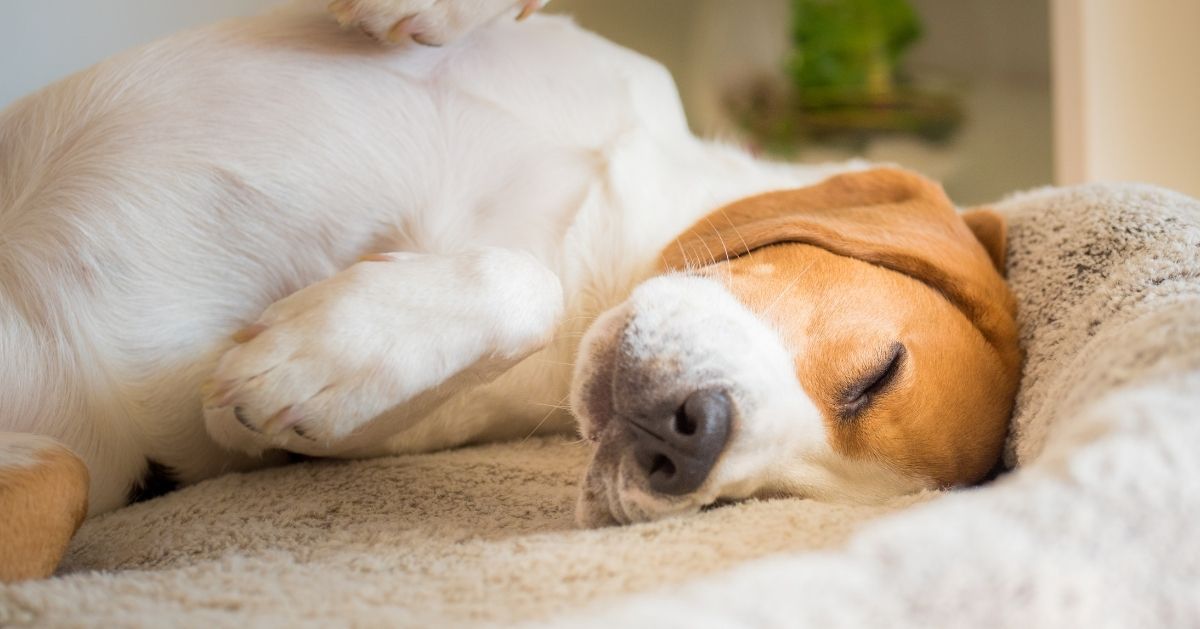 cute puppy asleep on blanket