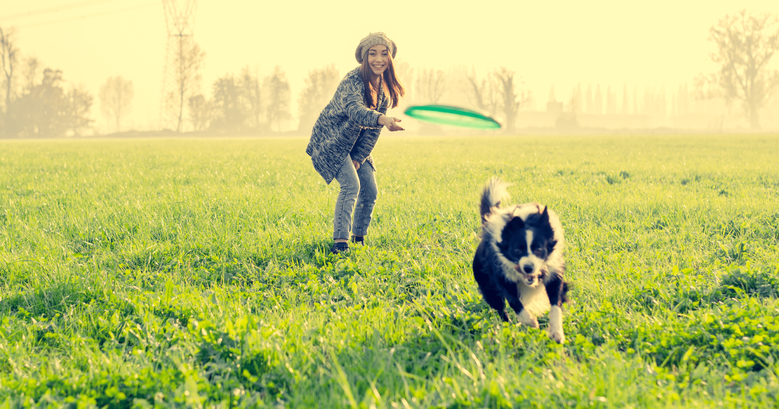 collie chasing toy in field