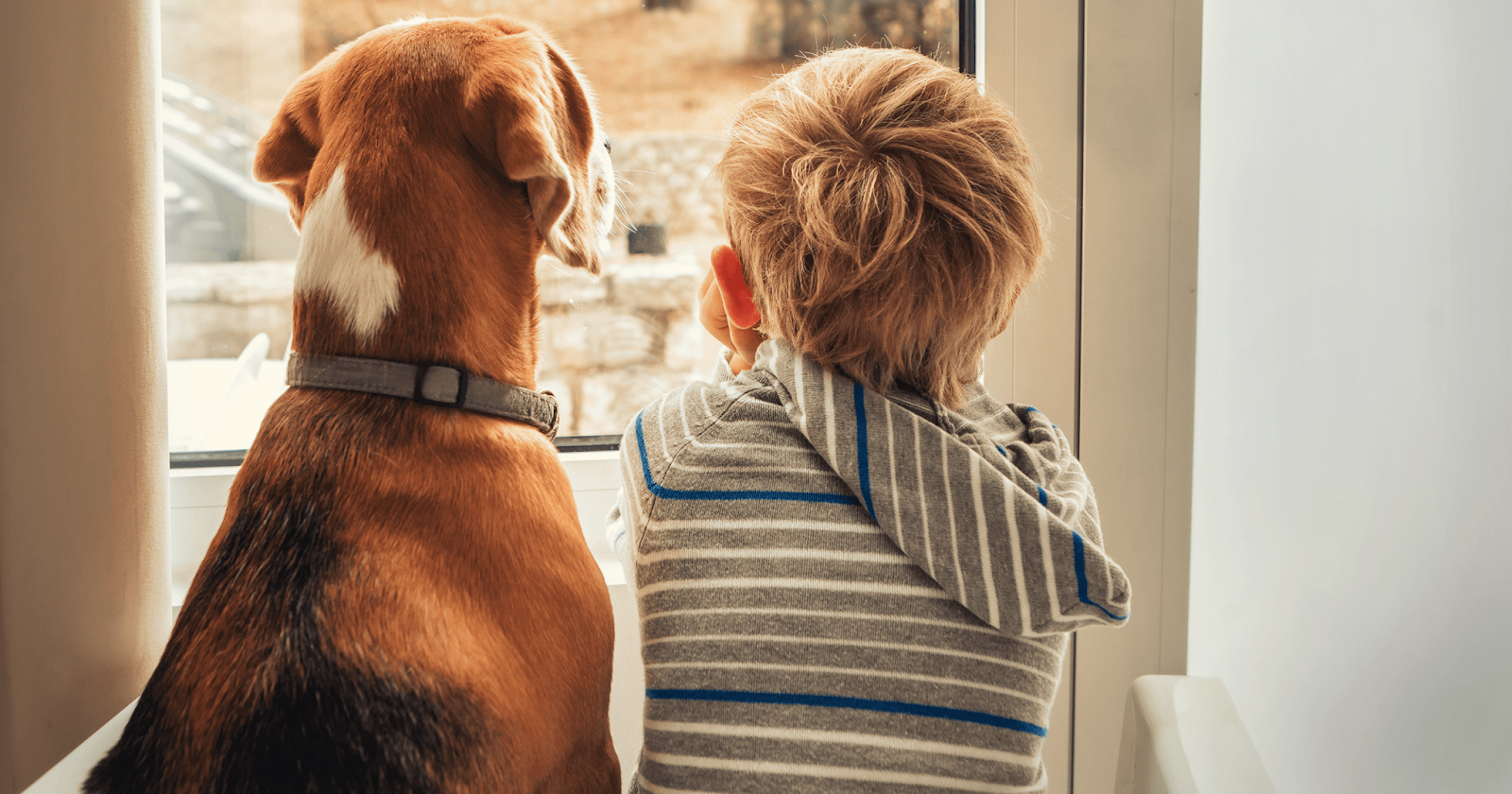 13 Activities to Help Your Dog When Home Alone – ADAPTIL UK