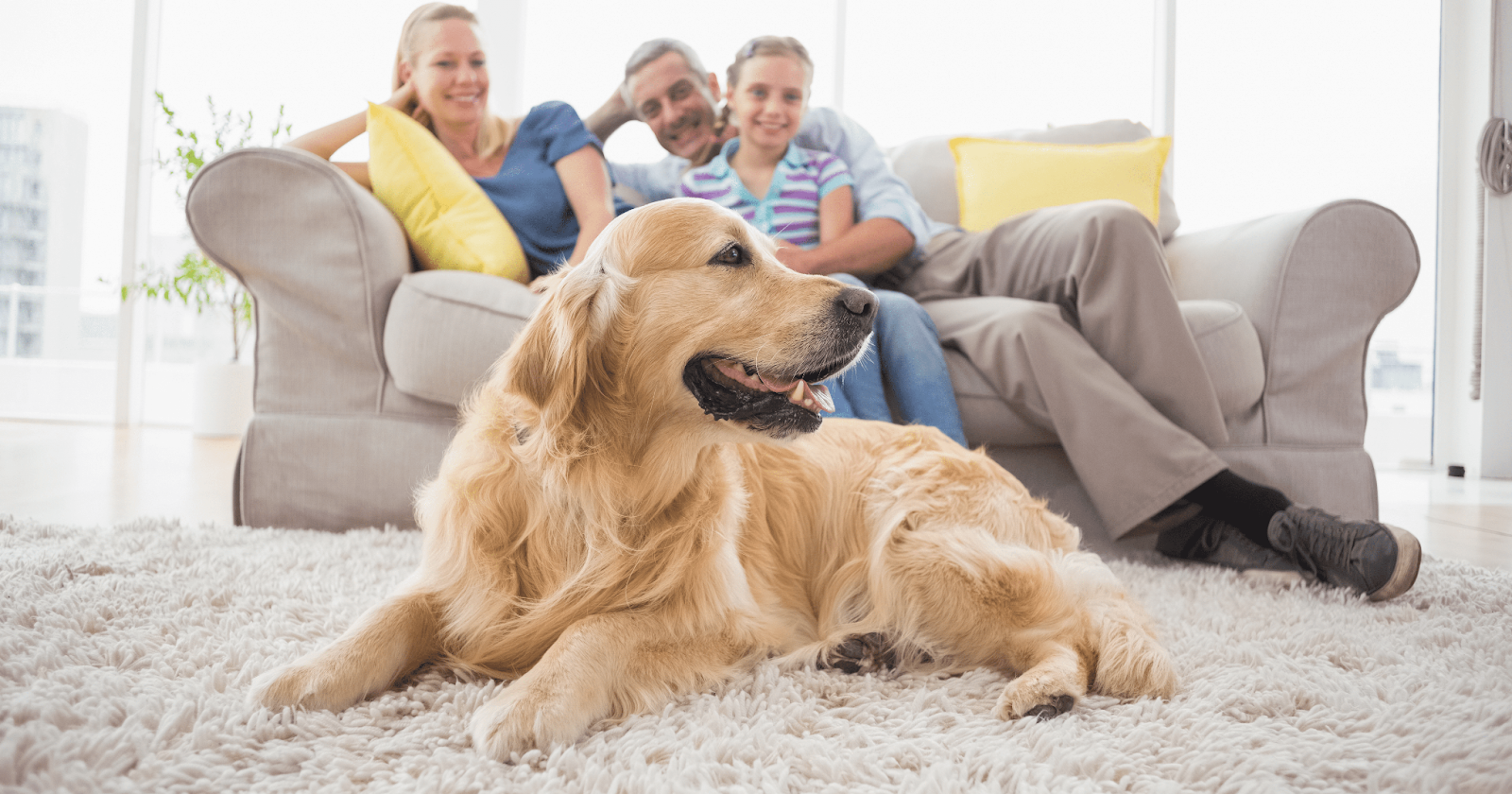 golden retriever with owners on sofa