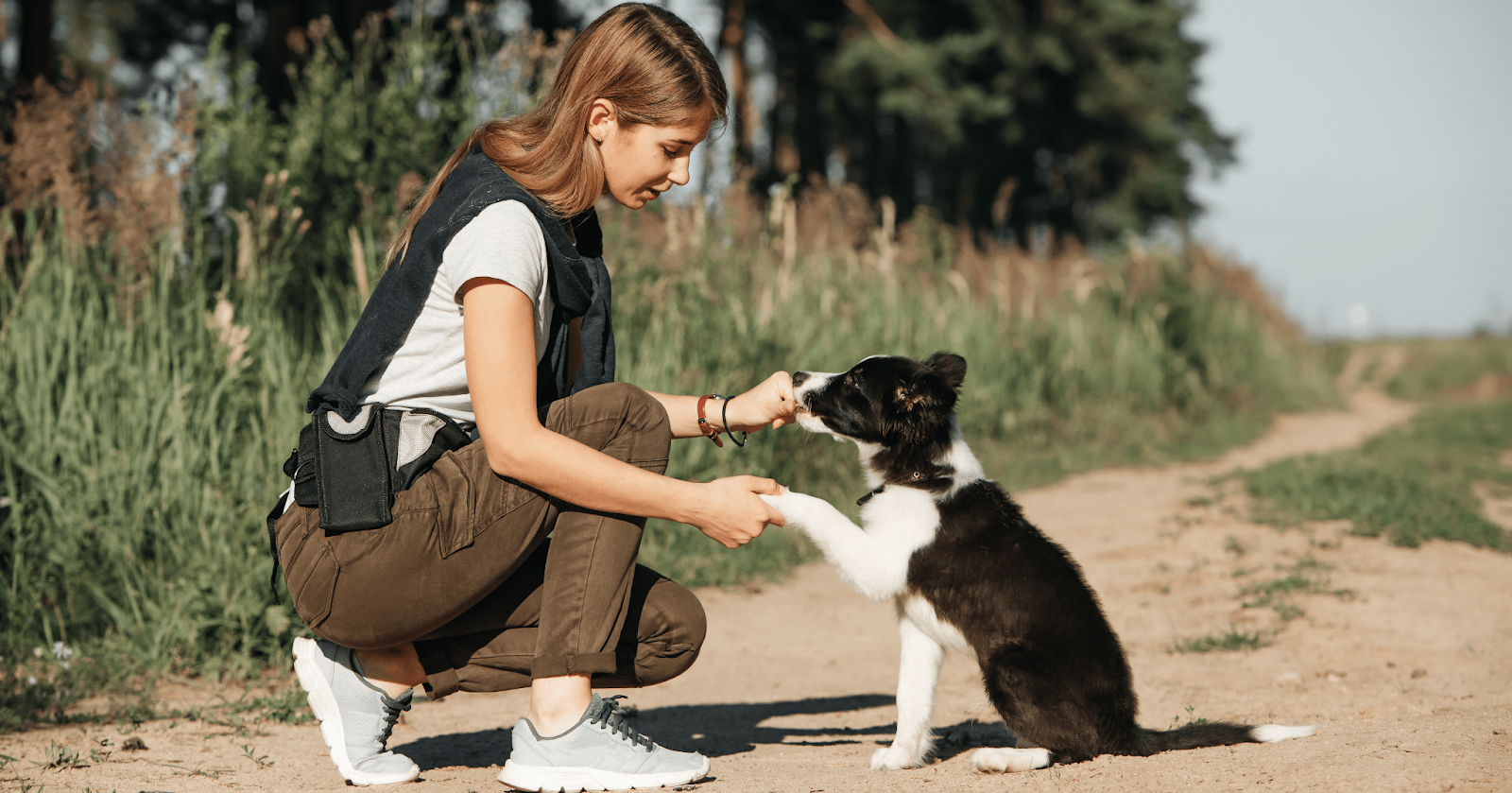 cute collie puppy training outside