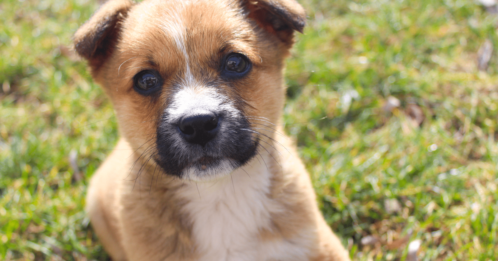 cute puppy out in the grass