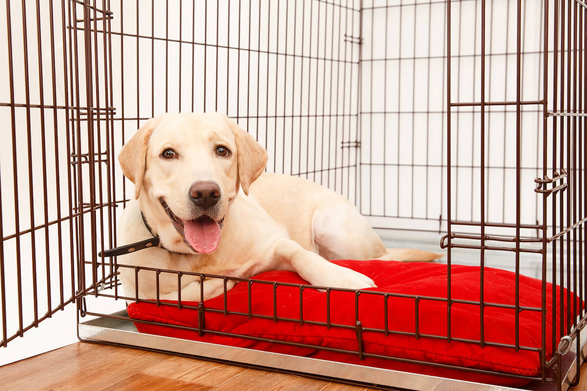 happy yellow lab in crate with red cushion