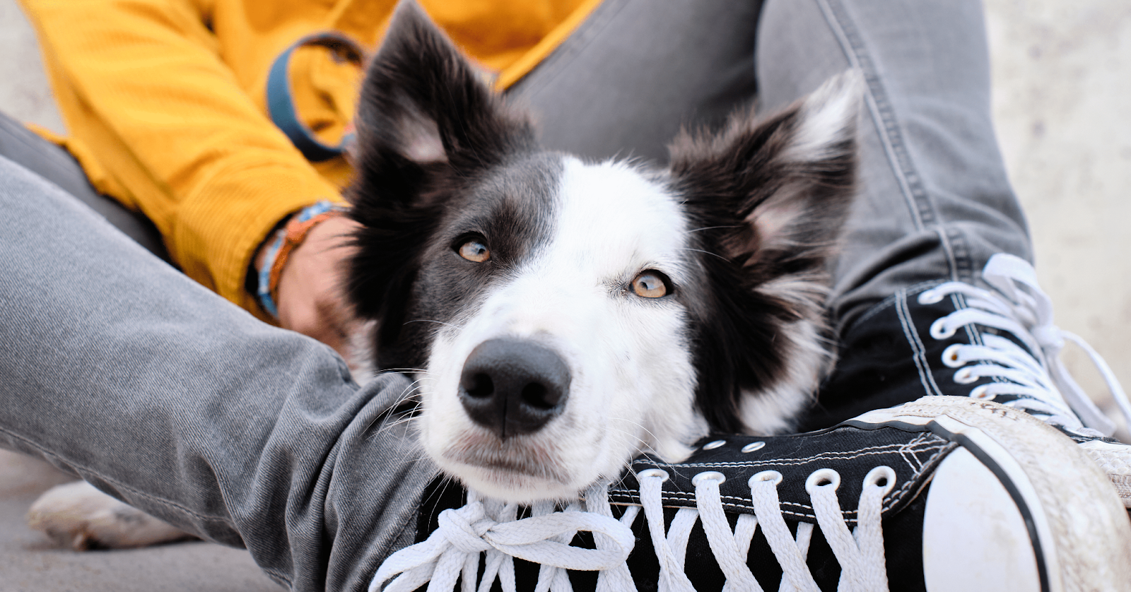 collie dog lying on owners feet