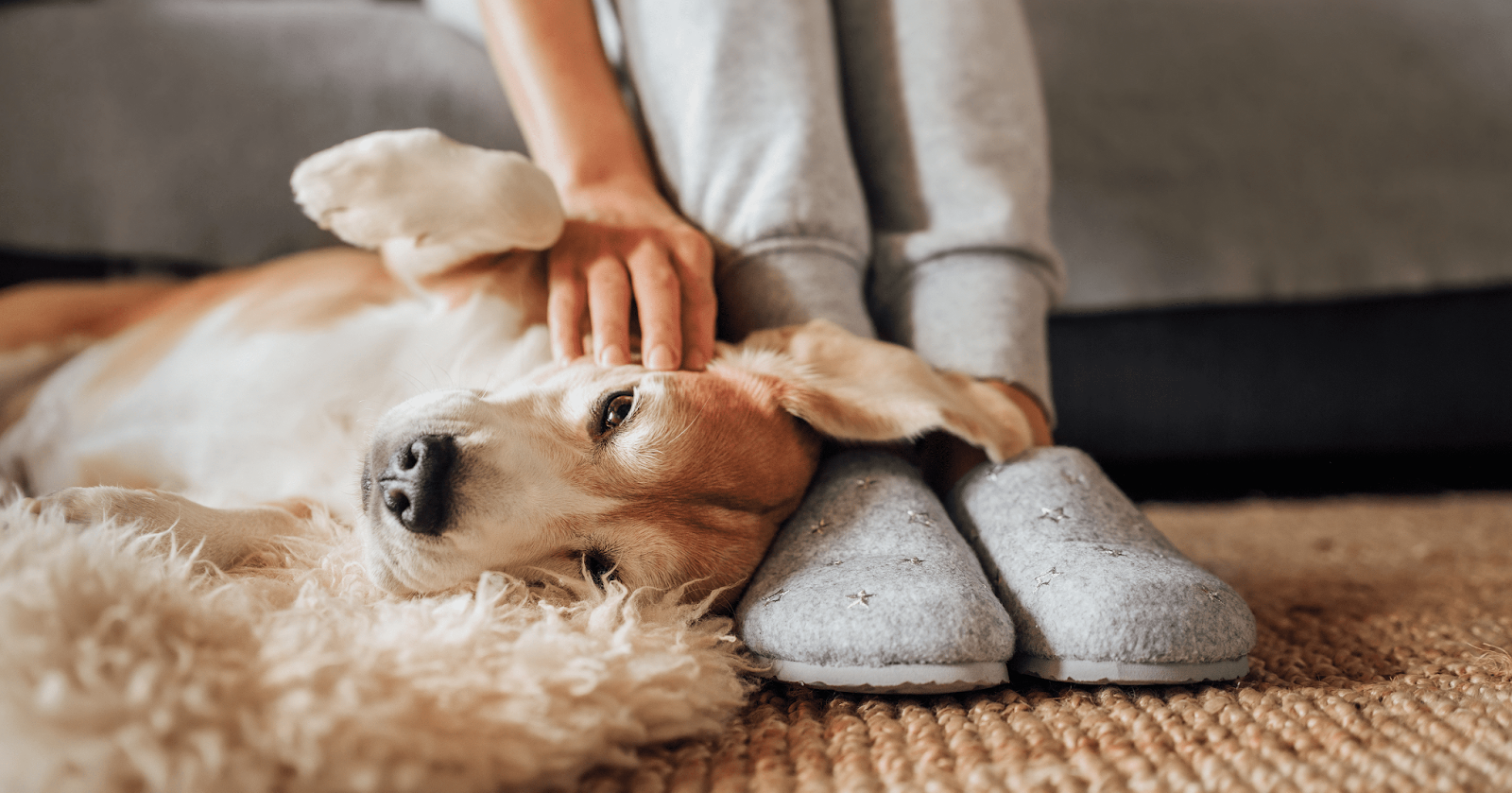 dog with head on owners feet