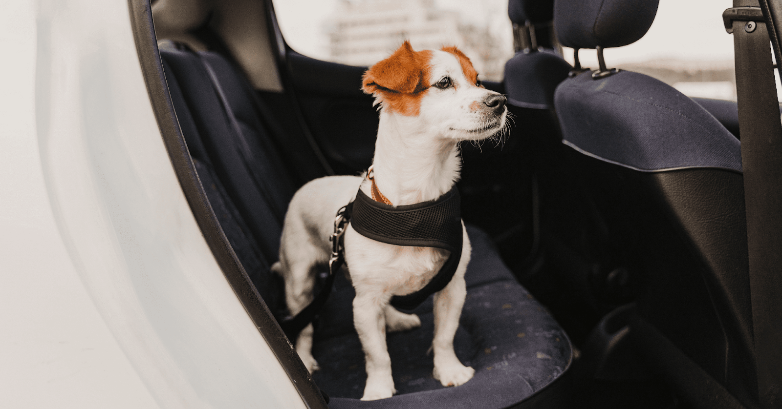 happy terrier in harness in car