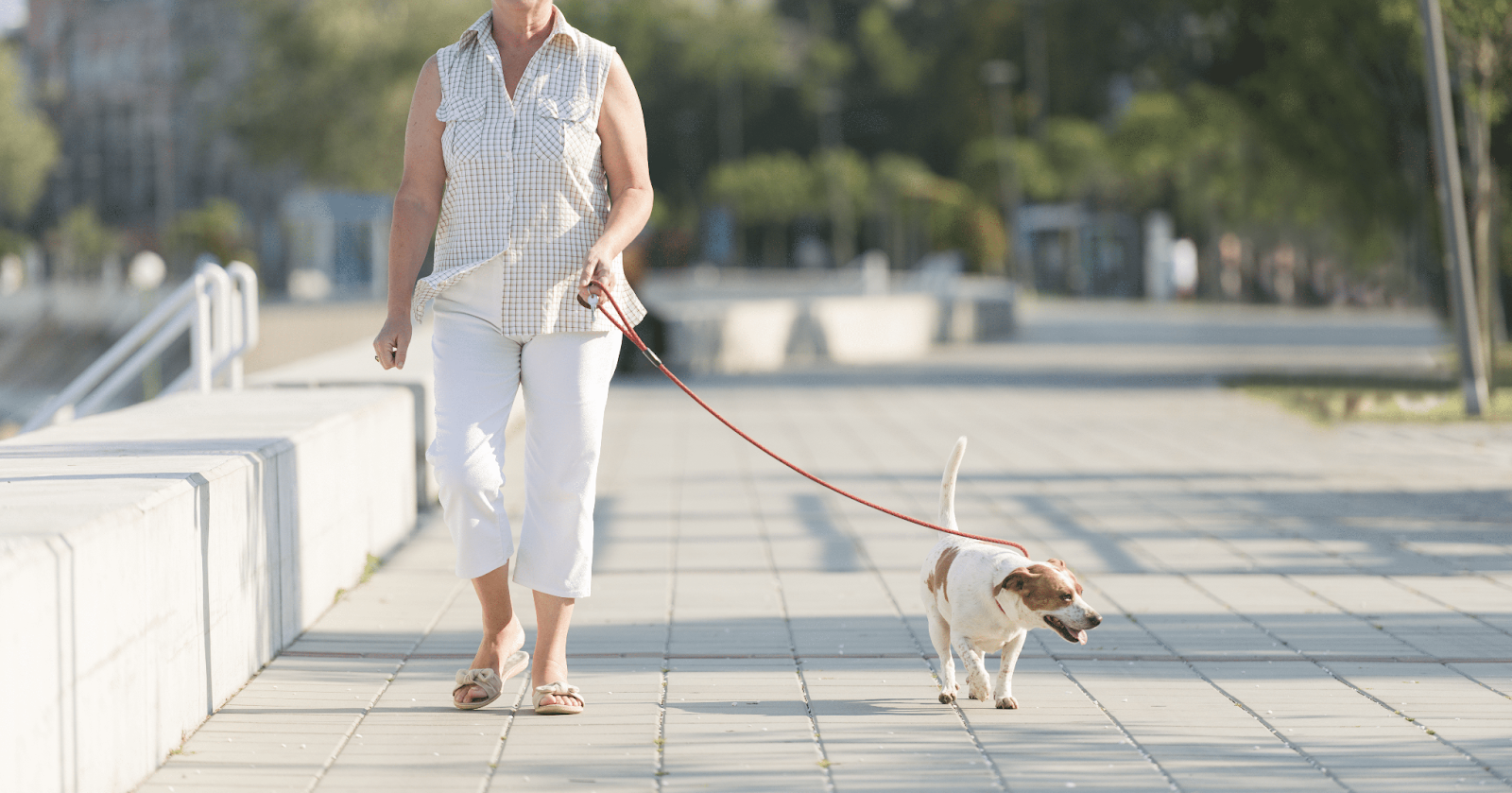 terrier dog on lead with owner