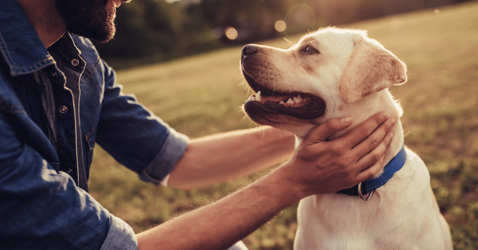 dog being comforted by owner