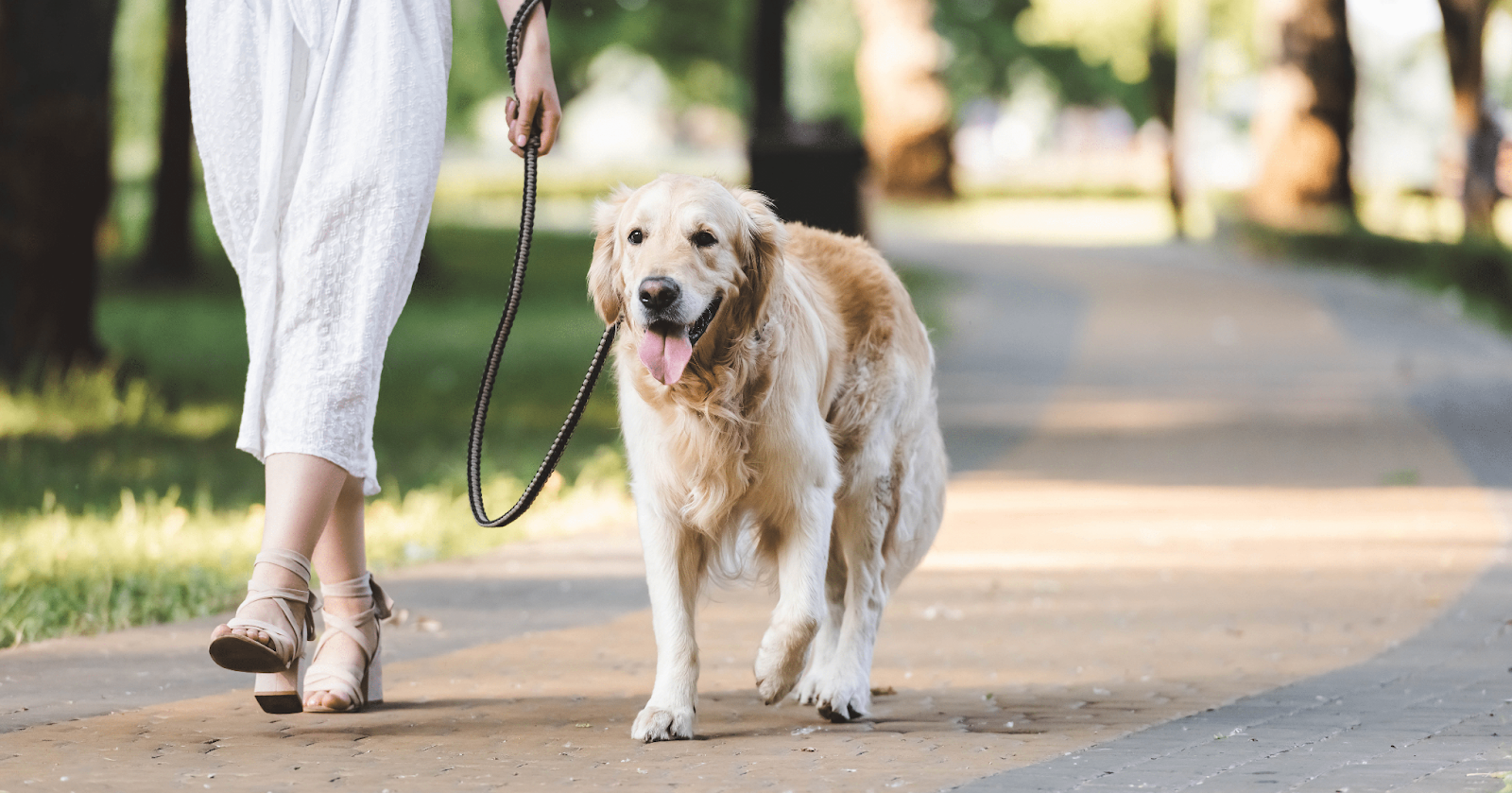 happy dog on a walk on lead