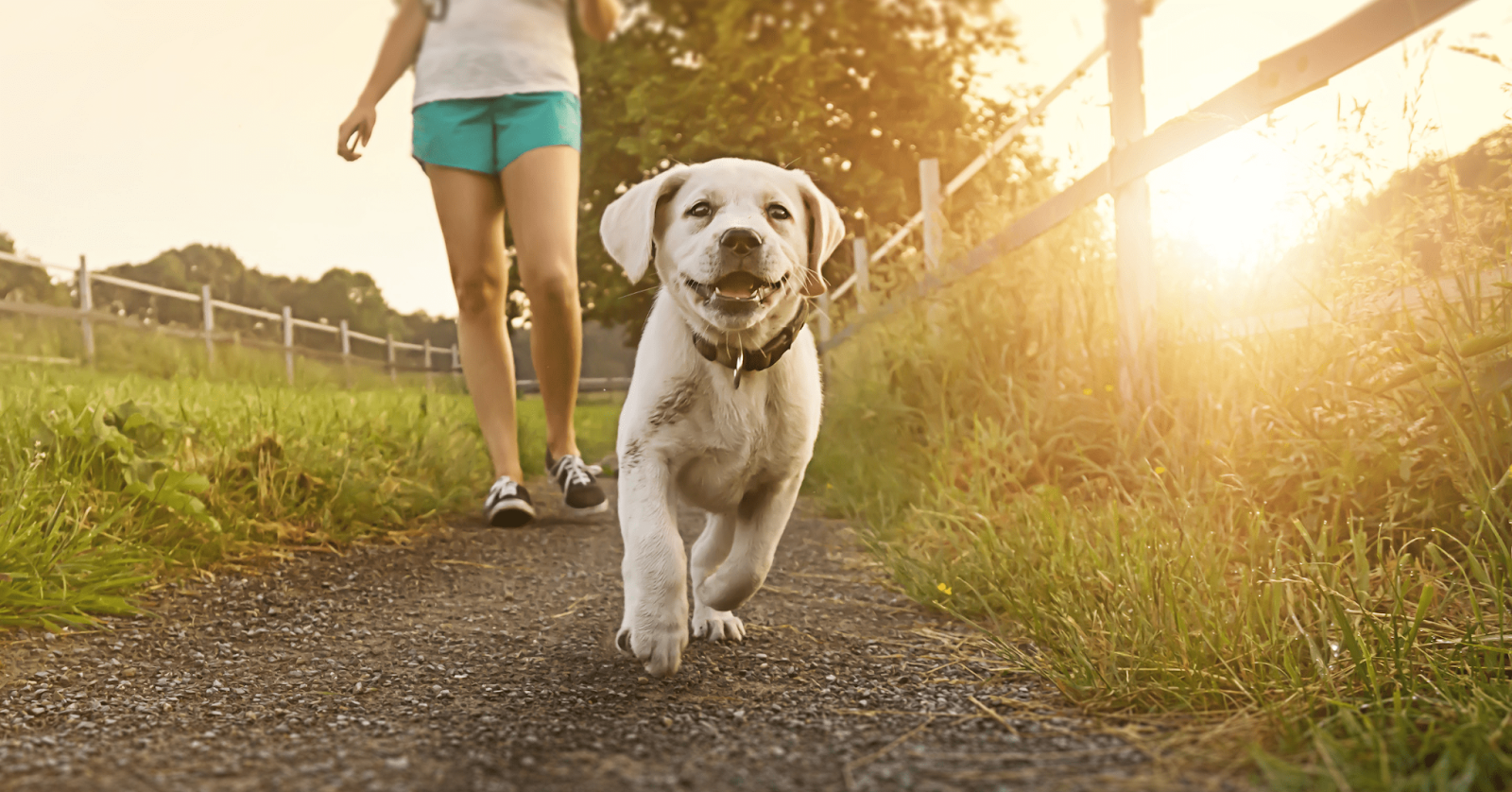 young puppy running along path on a walk