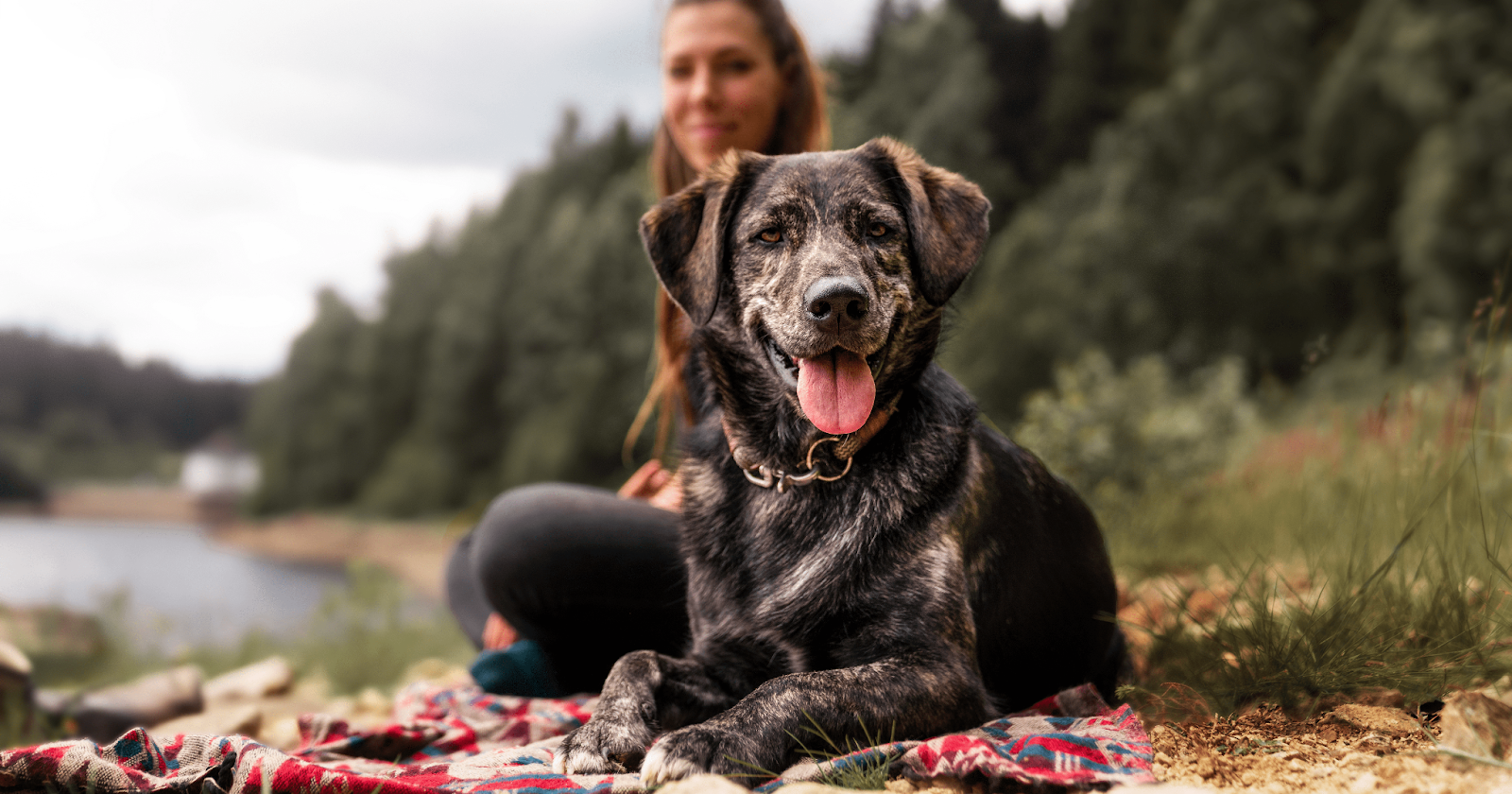 dog with owner sitting on blanket