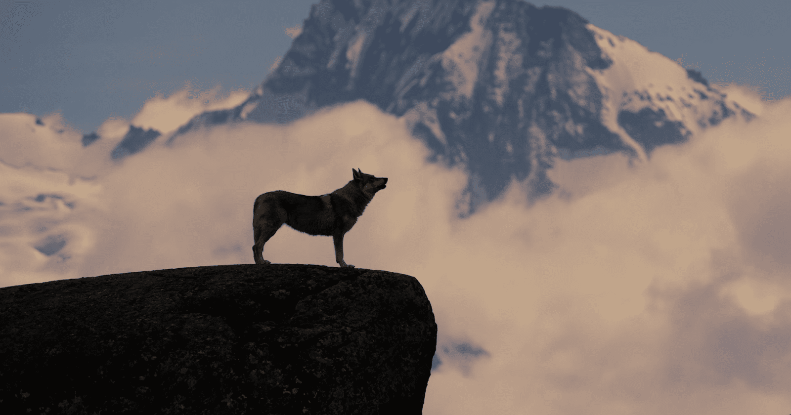 wolf dog on mountain side