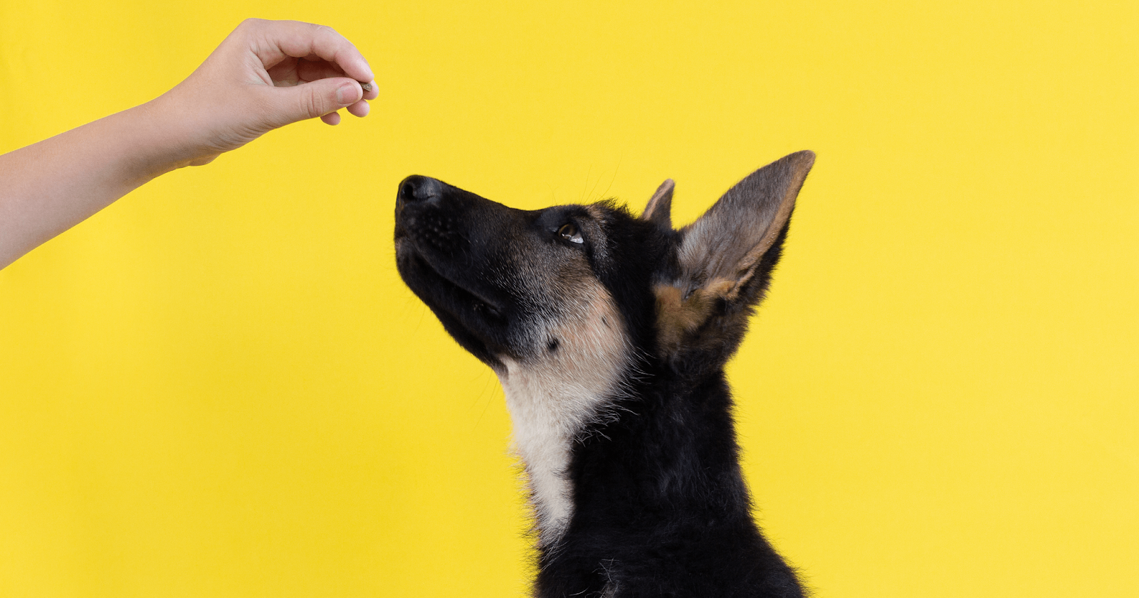 alsatian puppy in sit during training