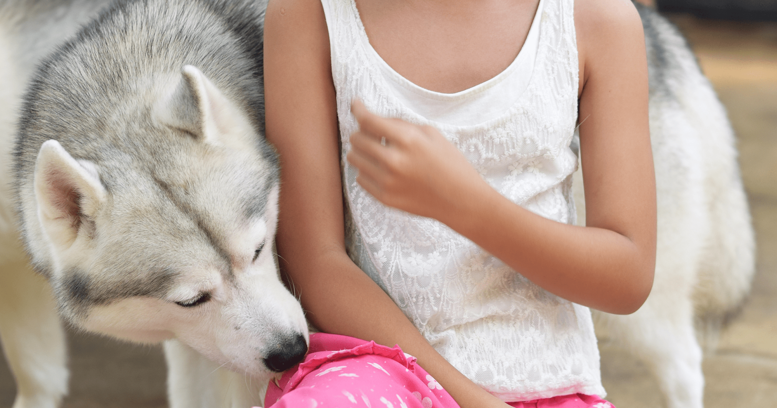 Husky dog with child sniffing