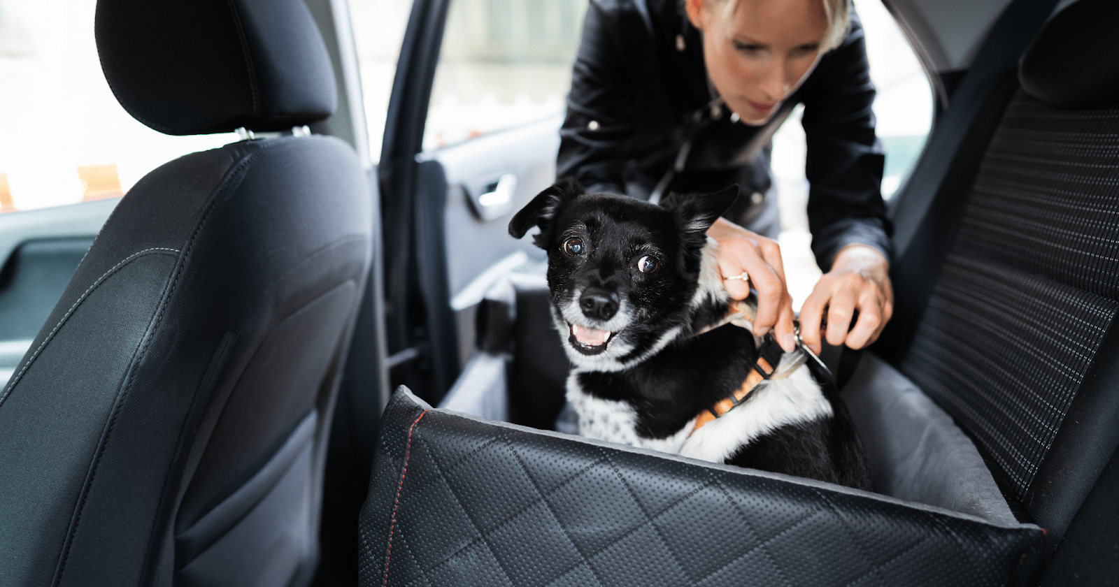 dog in harness on the back seat of the car