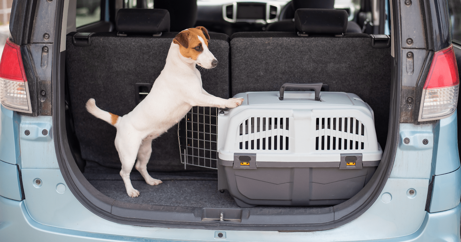 jack russel terrier in boot of car with dog carrier