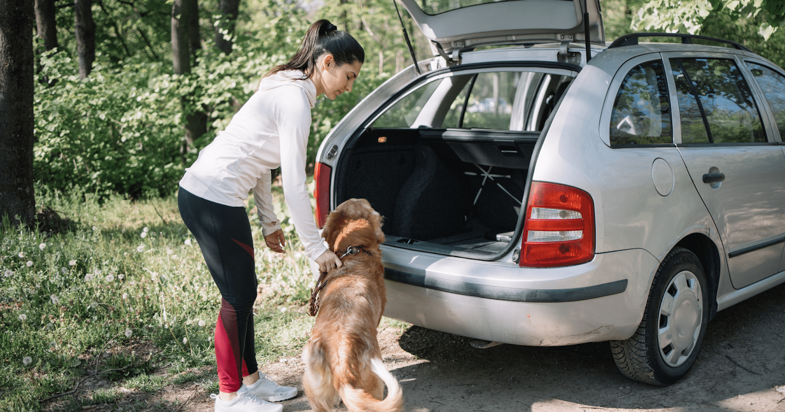 retriever dog about to get in the boot of car