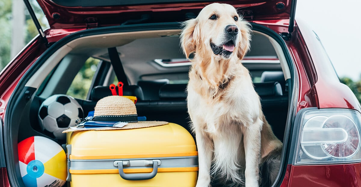 retriever in car boot